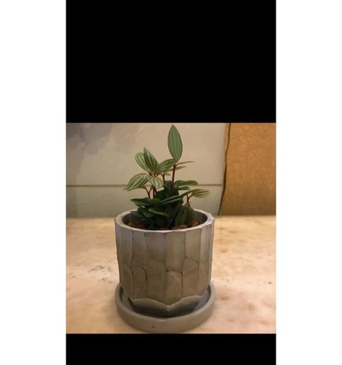 豆瓣绿开花后如何进行管理？