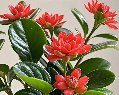 豆瓣绿开花后如何进行管理？