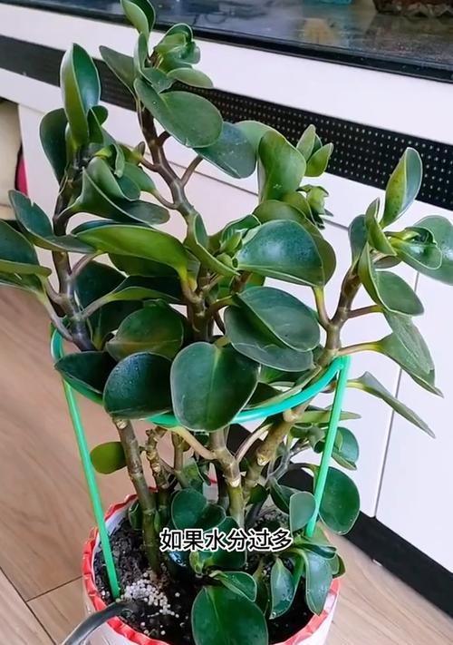 豆瓣绿开花后如何进行管理？