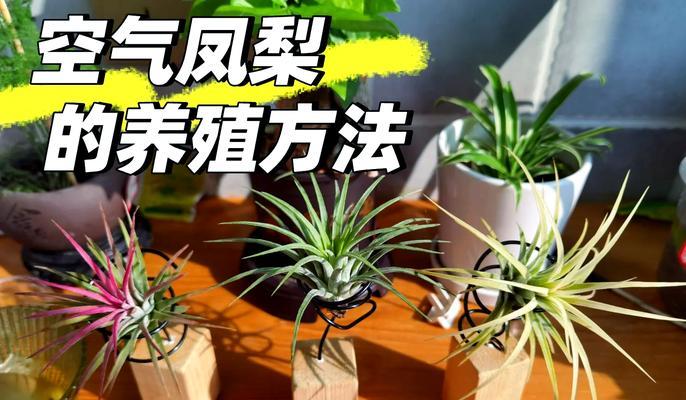 空气凤梨如何培养出鲜艳颜色？