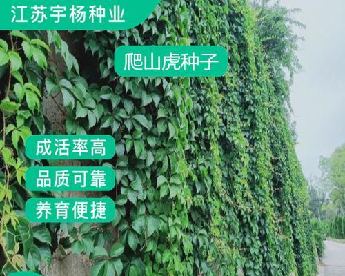 爬山虎的怎么种植？爬山虎的种植步骤是什么？