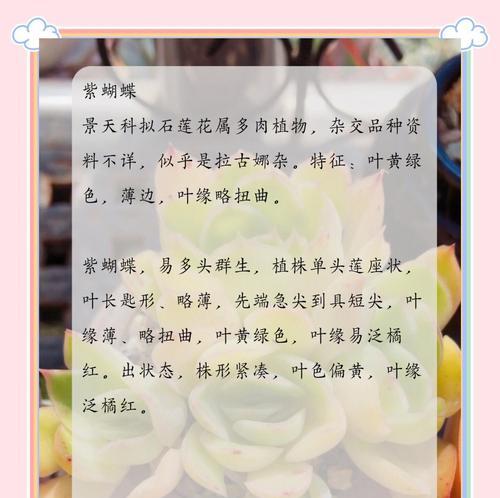 江户紫的养殖技巧和注意事项有哪些？