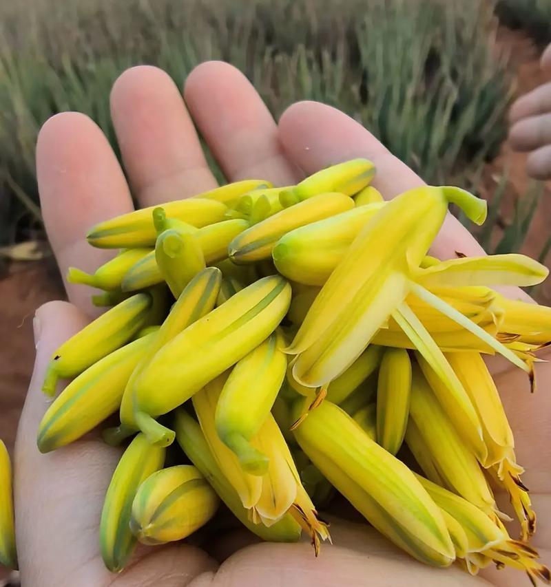 不同品种的芦荟花有哪些？每种芦荟花品种的特点是什么？