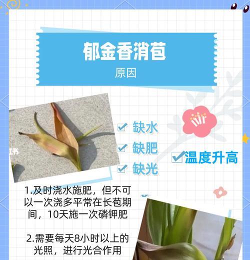 郁金香水养方法是什么？需要注意哪些事项？