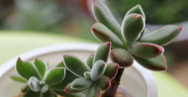 锦晃星的养护要点有哪些？如何使其叶片更加鲜艳？