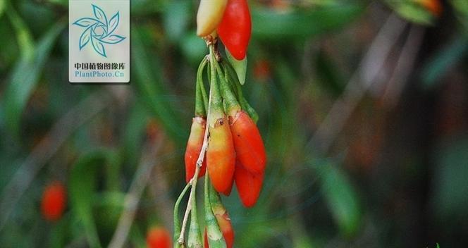枸杞开什么样的花？它的花期是什么时候？