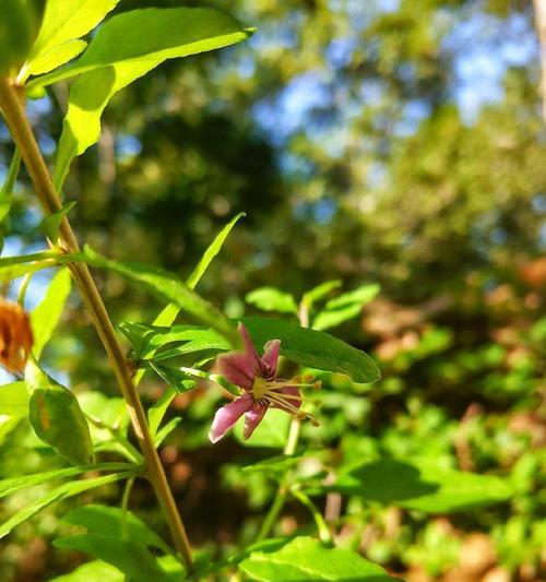 枸杞开什么样的花？它的花期是什么时候？