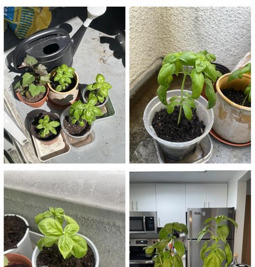 罗勒种植方法是什么？如何确保其良好生长？