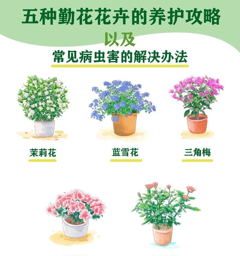 花草出现虫害如何处理？有效防治虫害的方法是什么？