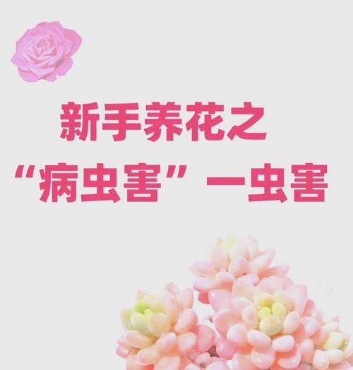 花草出现虫害如何处理？有效防治虫害的方法是什么？