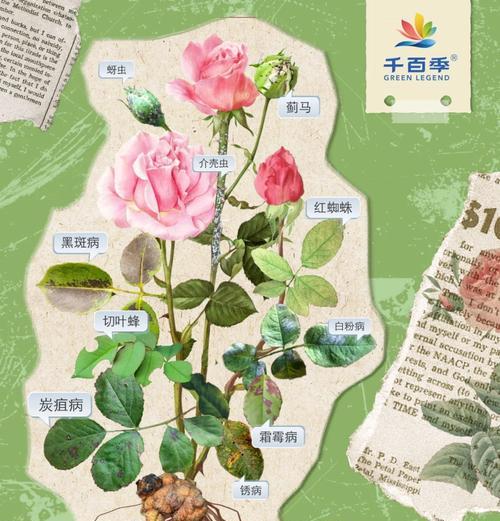 花草出现虫害如何处理？有效防治虫害的方法是什么？