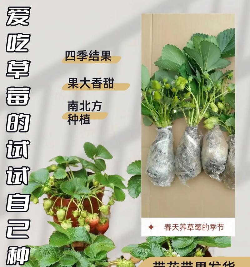 盆栽草莓养殖方法是什么？
