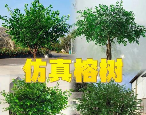 榕树有哪些品种？不同品种的榕树有何区别？