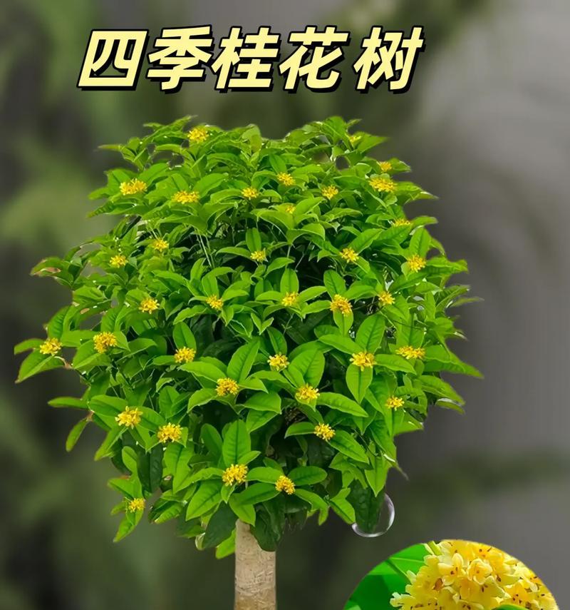 盆栽桂花养殖方法有哪些？如何确保桂花健康生长？