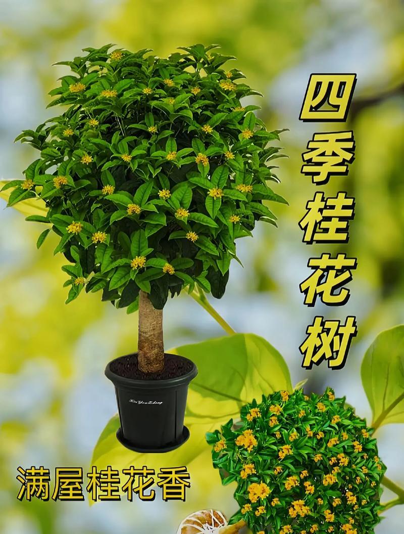 盆栽桂花养殖方法有哪些？如何确保桂花健康生长？