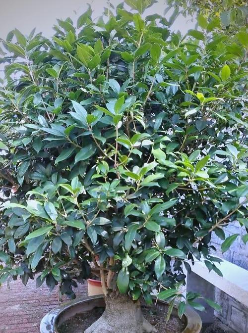 盆栽桂花养殖方法有哪些？如何确保桂花健康生长？