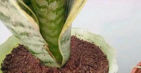 姬胧月浇水的最佳时机是什么时候？如何正确浇水？