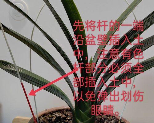君子兰整形的正确步骤是什么？