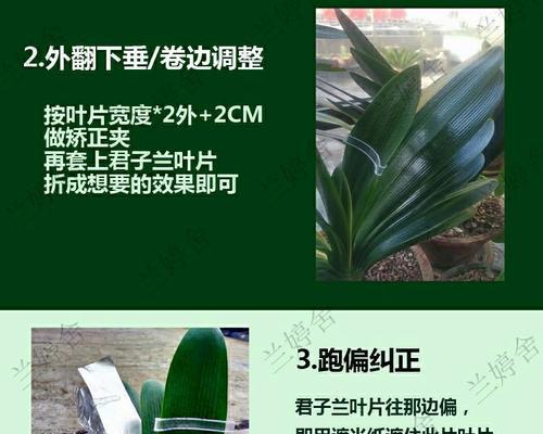 君子兰整形的正确步骤是什么？