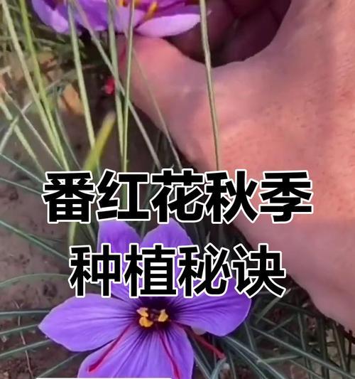 花卉快速生长的秘诀是什么？