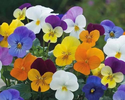 秋天开放的花有哪些花？秋季花卉的养护小贴士？