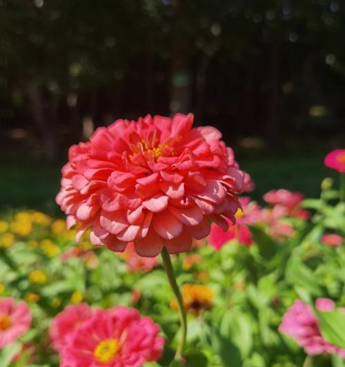 秋季盛开的花卉有哪些？