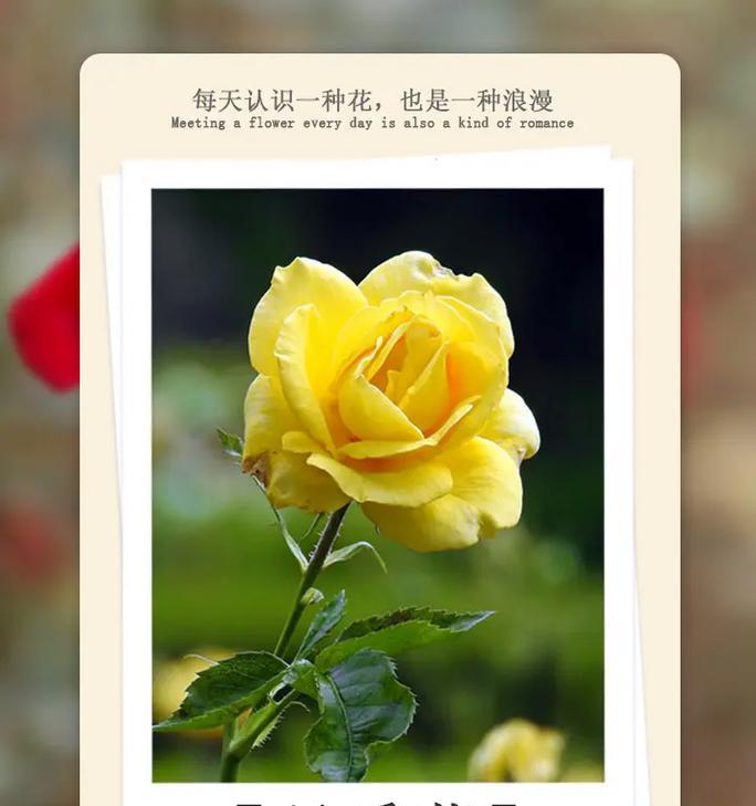 月季花是什么植物？月季花的分类和特点是什么？