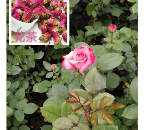 月季花是什么植物？月季花的分类和特点是什么？
