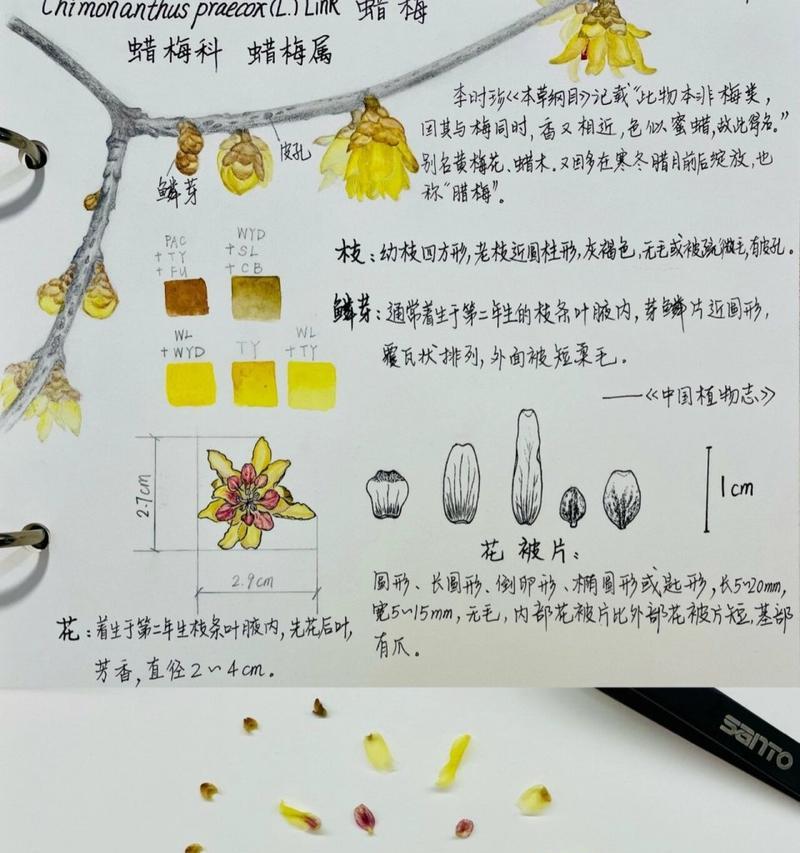 梅花种植的步骤是什么？梅花种植有哪些常见问题？
