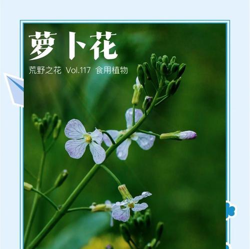 春天有哪些野花盛开？如何识别？