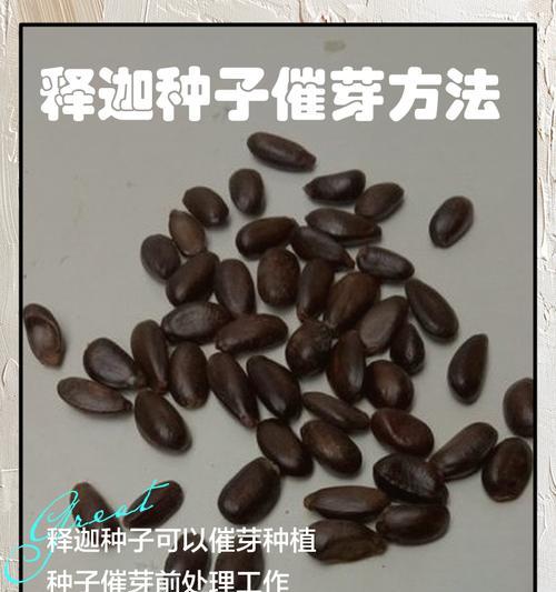种子催芽的有效方法有哪些？