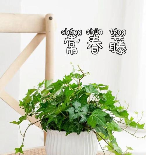 哪些植物能有效净化室内空气？