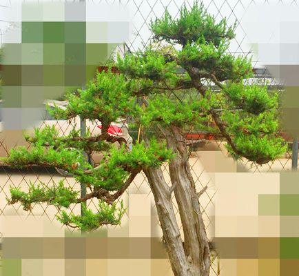 刺柏盆景的养护要点是什么？如何保持其形态优美？