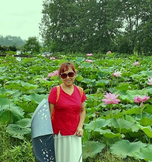 何花怎么种？何花的种植步骤和养护要点是什么？