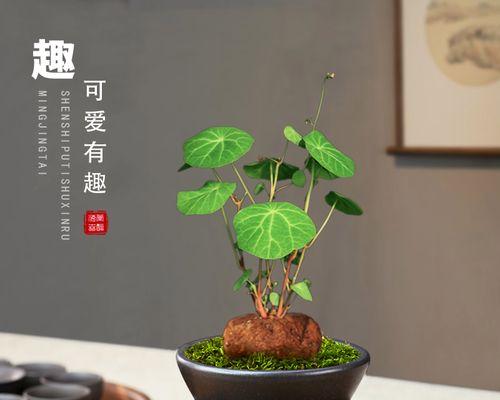 盆栽攀爬植物有哪些选择？如何培养健康的攀爬植物？