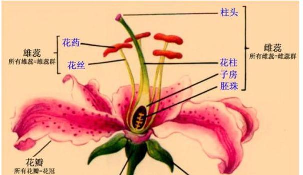 花的形态有哪些分类？不同形态的花有何特点？