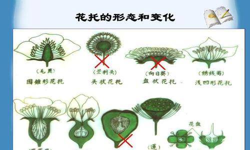 花的形态有哪些分类？不同形态的花有何特点？