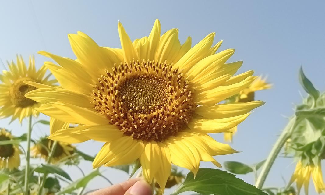 向日葵花品种有哪些？如何选择适合的向日葵花品种？