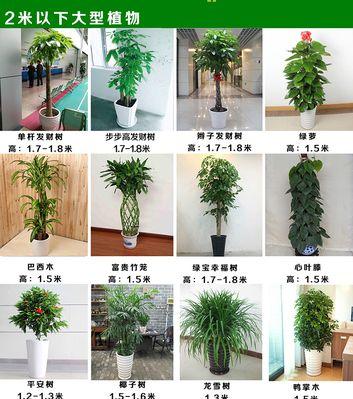 花卉租摆业务如何开展？