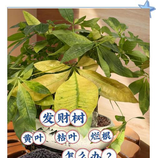 发财树叶子发黄的原因是什么？如何解决？