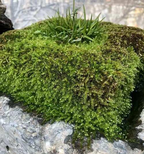 的苔藓植物有哪些？苔藓植物的种类和生长环境是什么？