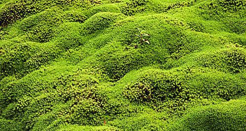 的苔藓植物有哪些？苔藓植物的种类和生长环境是什么？