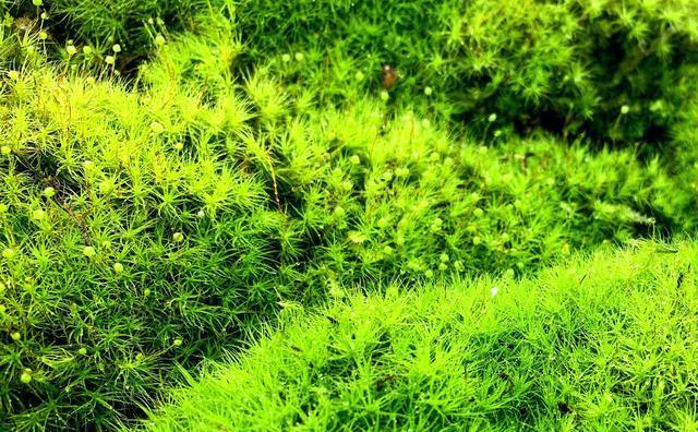 的苔藓植物有哪些？苔藓植物的种类和生长环境是什么？