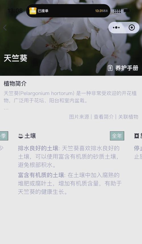 天竺葵夏季养护要点是什么？如何避免高温伤害？