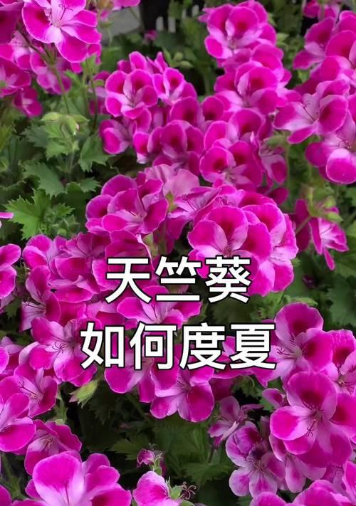 天竺葵夏季养护要点是什么？如何避免高温伤害？