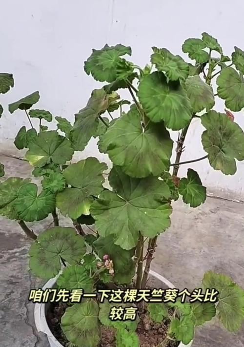 天竺葵夏季养护要点是什么？如何避免高温伤害？