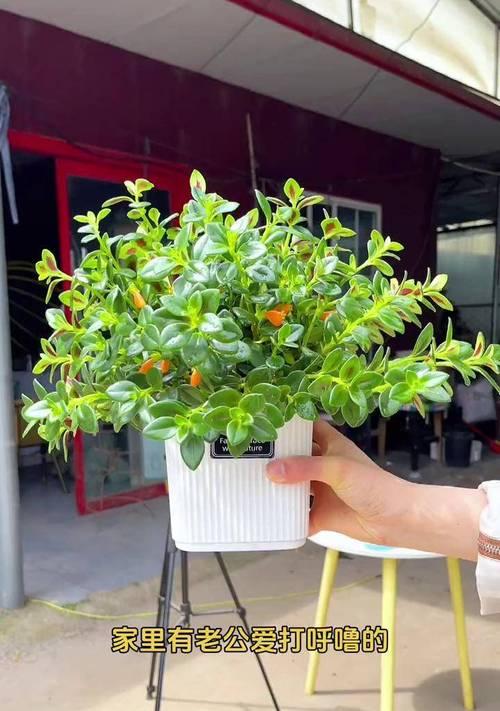 金鱼吊兰有哪些品种？如何选择金鱼吊兰品种？