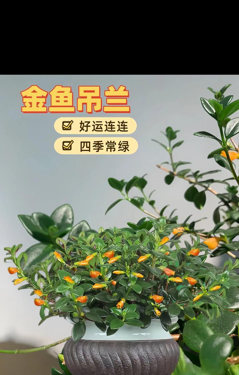 金鱼吊兰有哪些品种？如何选择金鱼吊兰品种？