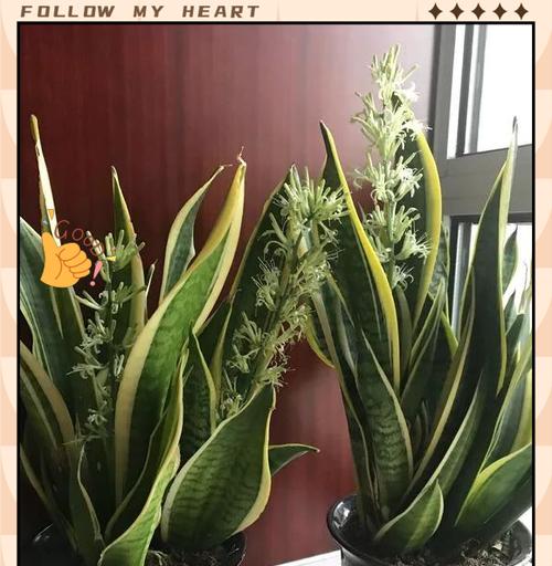 怎么才能种好花？有哪些技巧可以帮助我们种好花？
