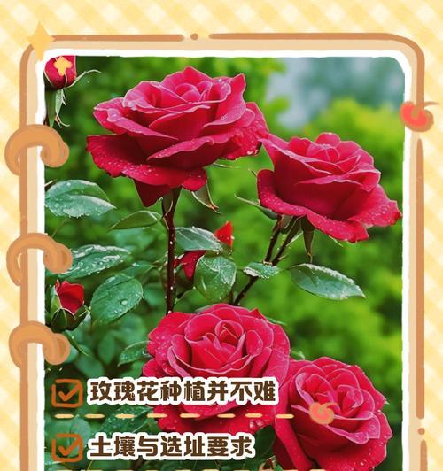 怎么才能种好花？有哪些技巧可以帮助我们种好花？